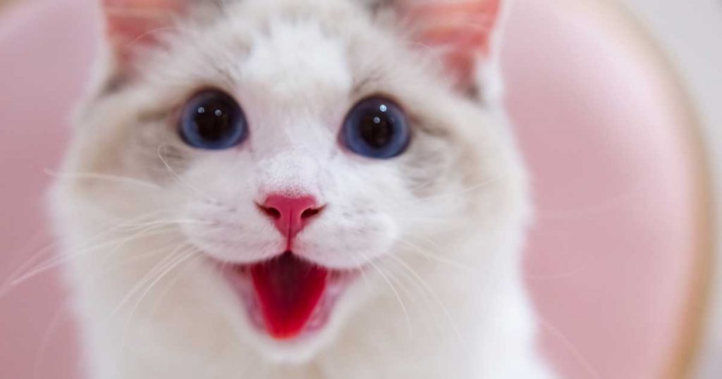 RAGDOLLS HAVE BEAUTIFUL BLUE EYES -7 Fun Facts About Ragdoll Cats