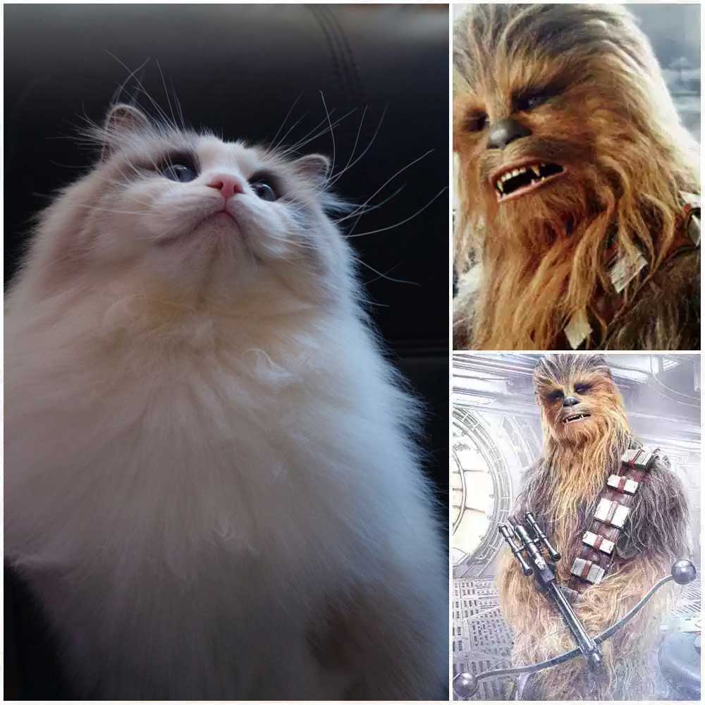 Chewbacca Top 25 Awesome Ragdoll Cat Names Ideas