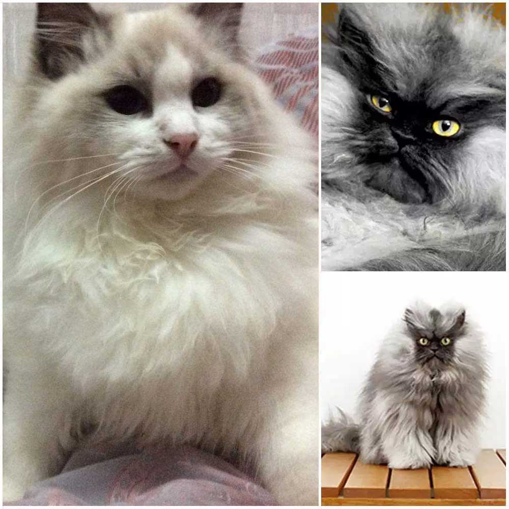 Colonel Meow Top 25 Awesome Ragdoll Cat Names Ideas