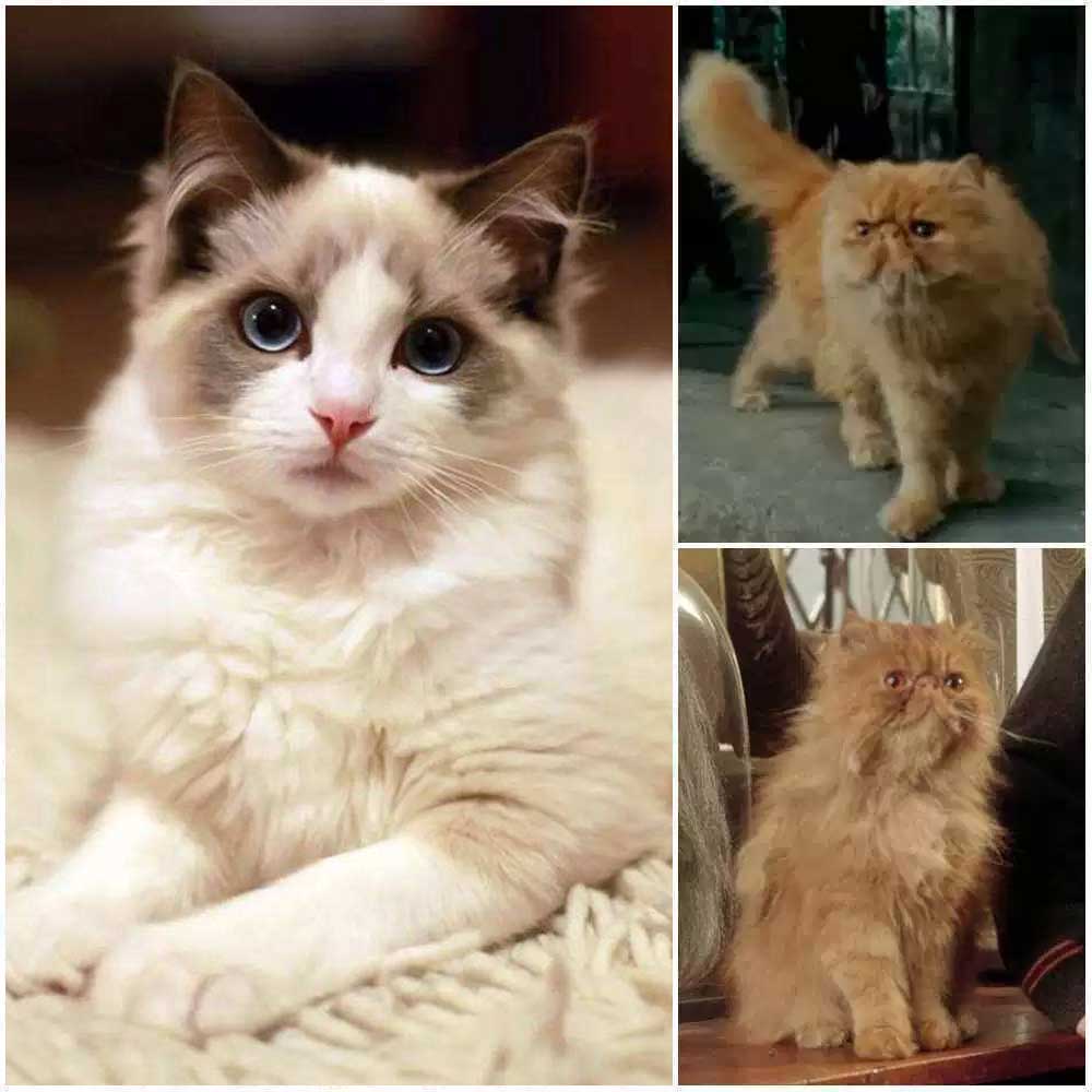 Crookshanks Top 25 Awesome Ragdoll Cat Names Ideas