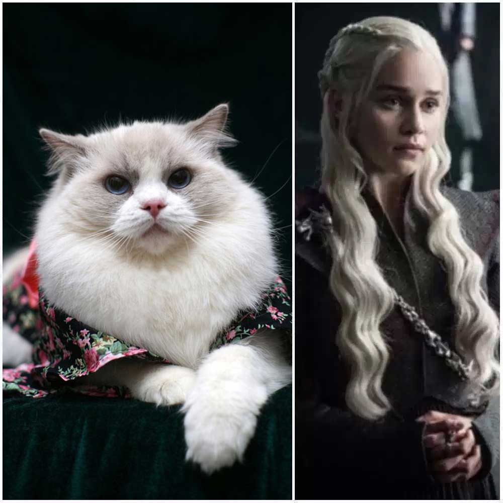 Daenerys Top 25 Awesome Ragdoll Cat Names Ideas