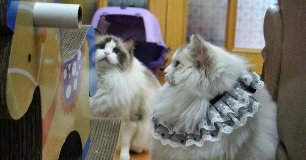 Different Types Of Ragdoll Shedding