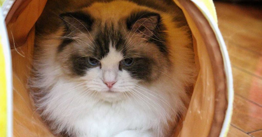 THEY'RE LAP CATS-7 Fun Facts About Ragdoll Cats