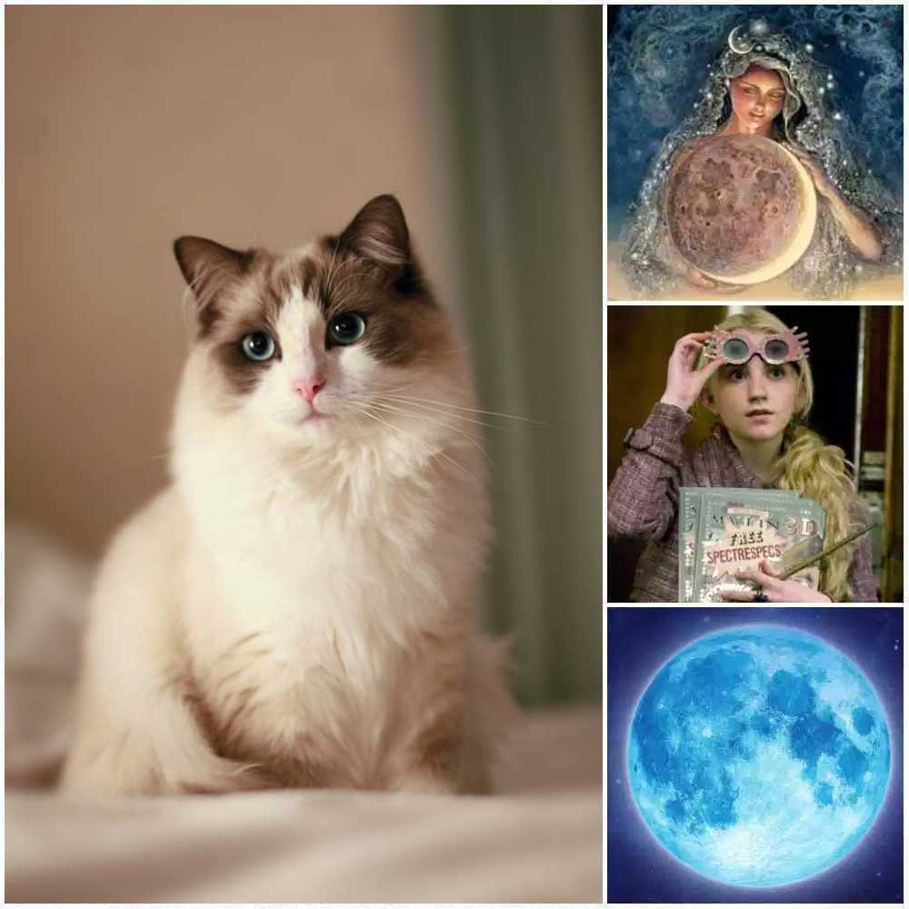 Luna Top 25 Awesome Ragdoll Cat Names Ideas