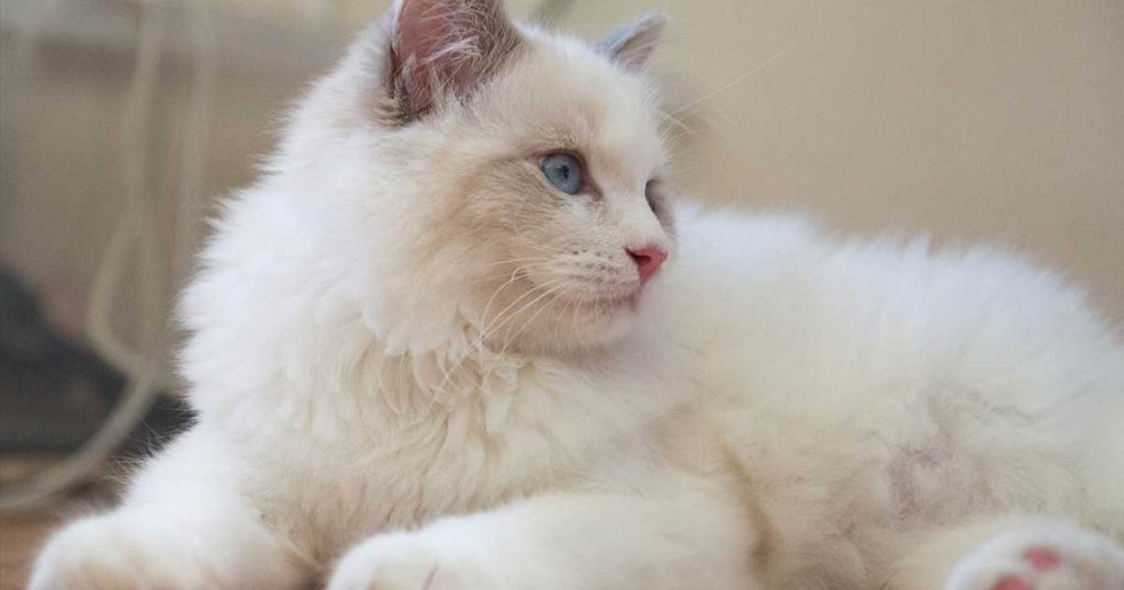 RAGDOLLS ARE QUIET KITTIES.-7 Fun Facts About Ragdoll Cats