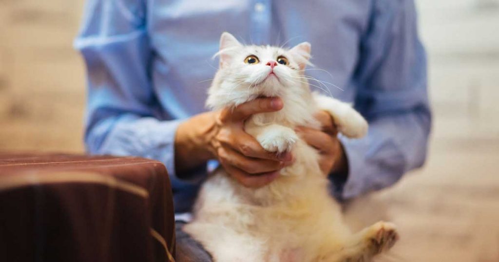 IT'S-A RELATIVELY NEW BREED.-7 Fun Facts About Ragdoll Cats