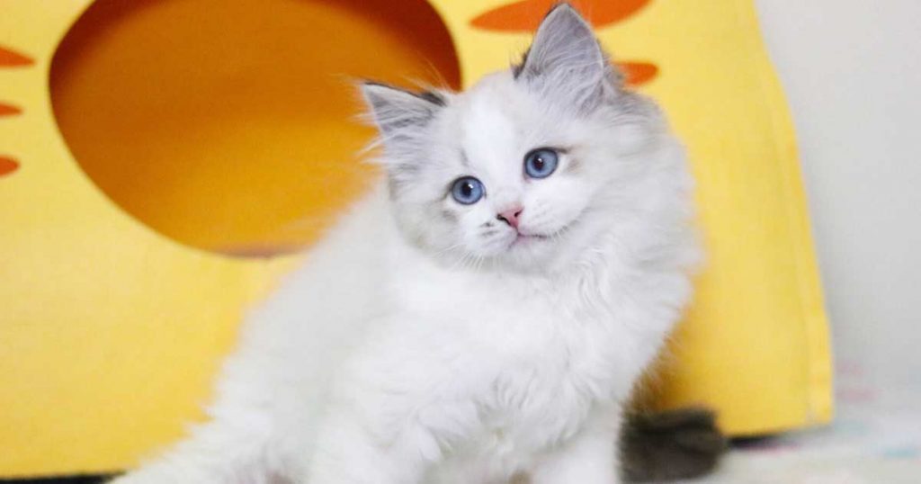 Your Ragdoll Could Be Suffering From Illness or Hormone Imbalance