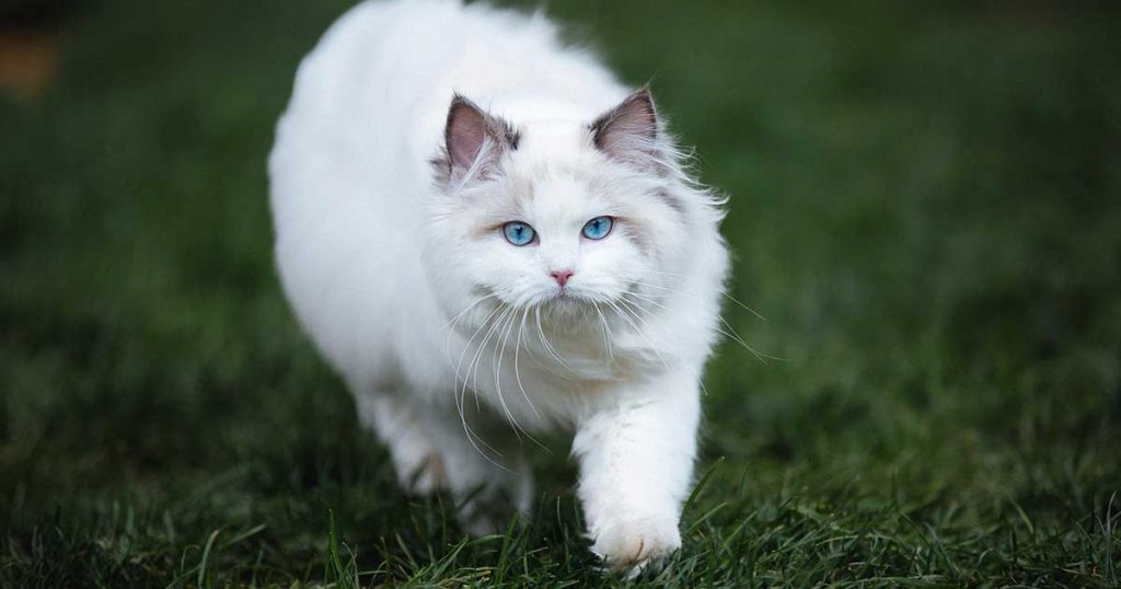 THEY ARE ONE OF THE LARGEST CAT BREEDS-7 Fun Facts About Ragdoll Cats