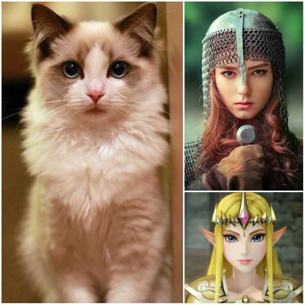 Zelda Top 25 Awesome Ragdoll Cat Names Ideas