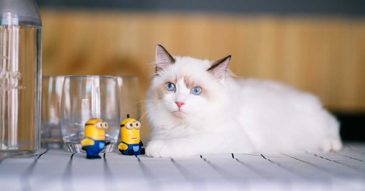 7 Fun Facts About Ragdoll Cats