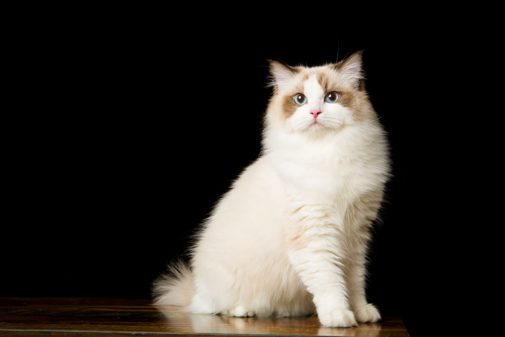 Tumbleweeds of Hairballs in my Living Room? Shedding in Ragdoll Cats ...