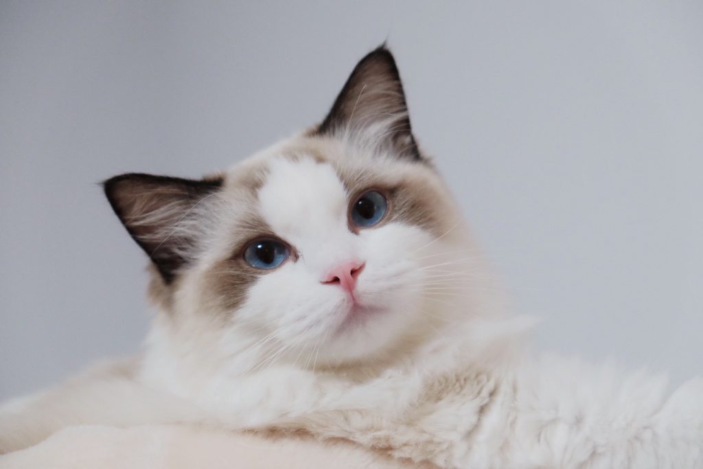 Top 10 Cat Collars for Ragdoll Cats - Ragdoll Guide