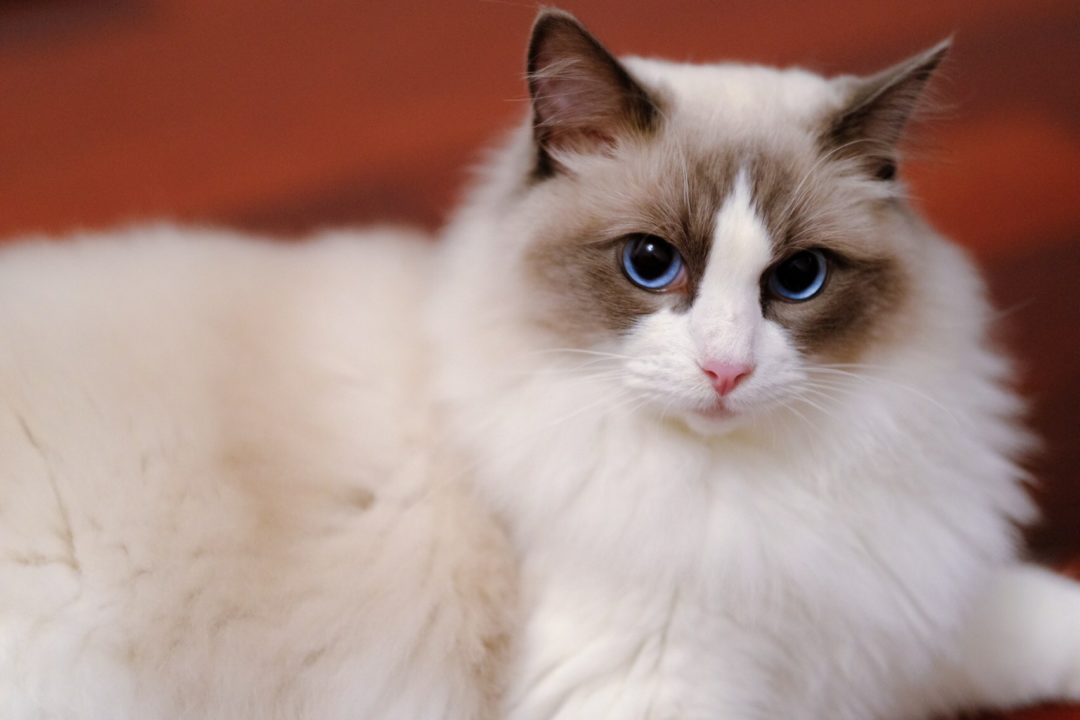 The Best Cat Food For Ragdoll Cats - Ragdoll Guide